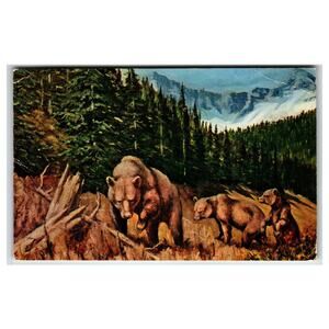 Grizzly Bear & Cubs "Wilderness Queen" Postcard 1961 Mike Roberts Art